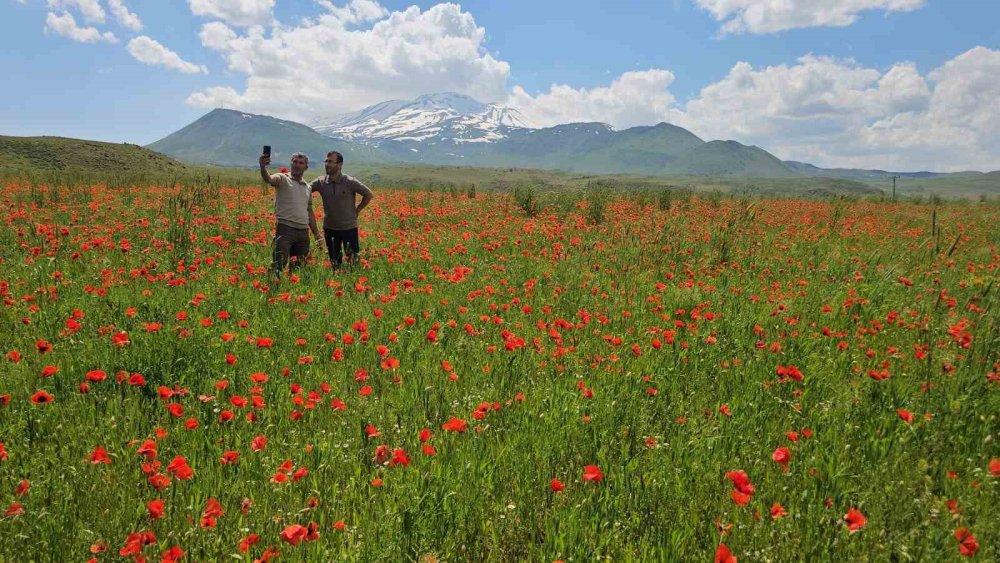 Gelincik ve karın büyüleyici buluşması