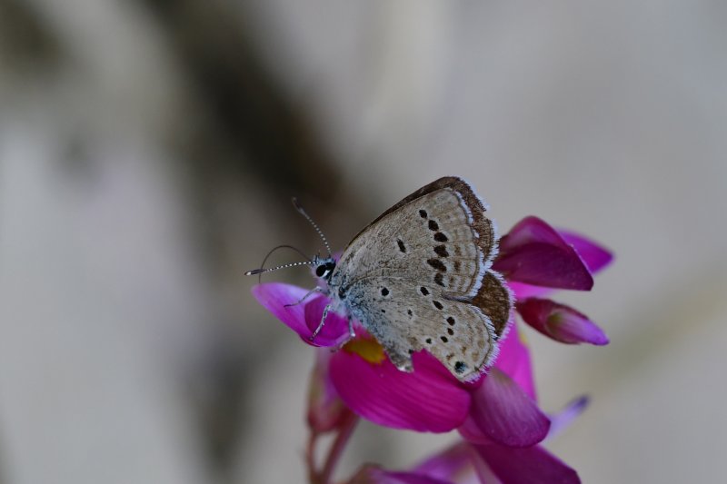 dha-417186-1.jpg
