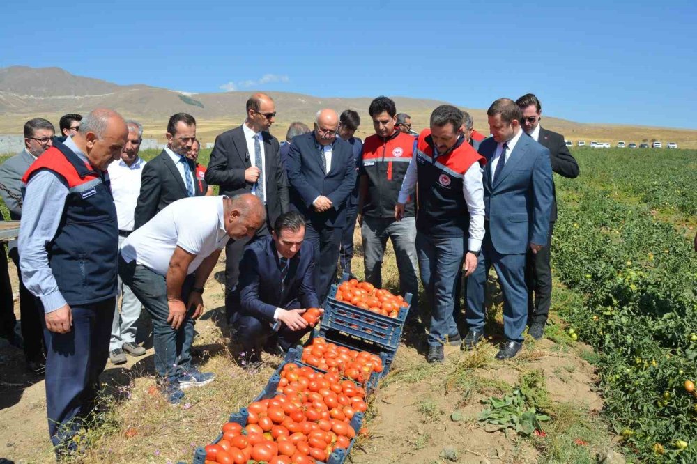 Bitlis domates hasadında bölgede 1’inci, Türkiye’de 7’nci sırada