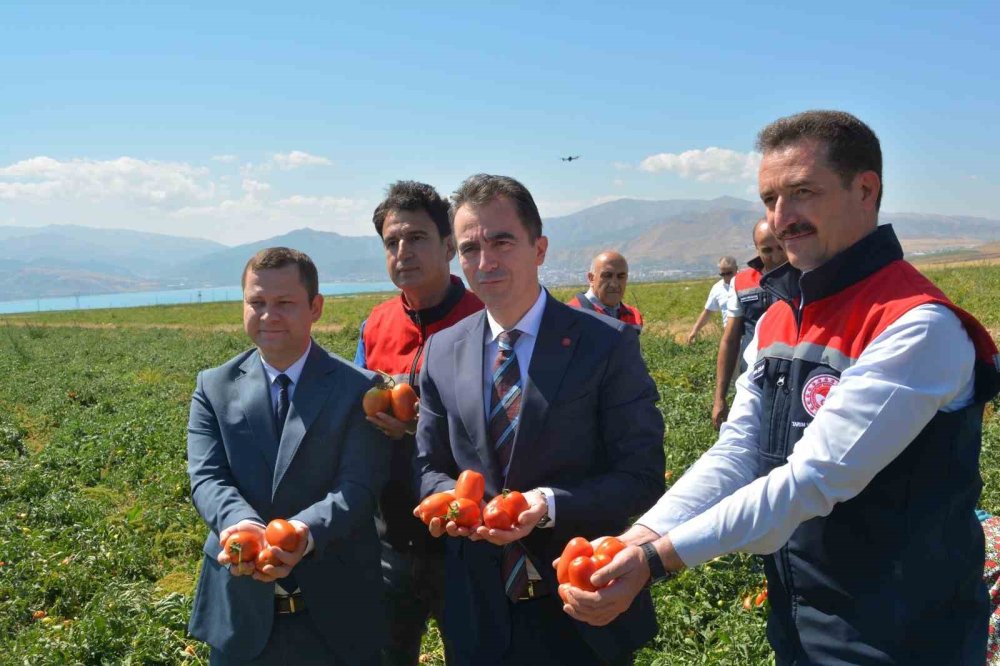 Bitlis domates hasadında bölgede 1’inci, Türkiye’de 7’nci sırada