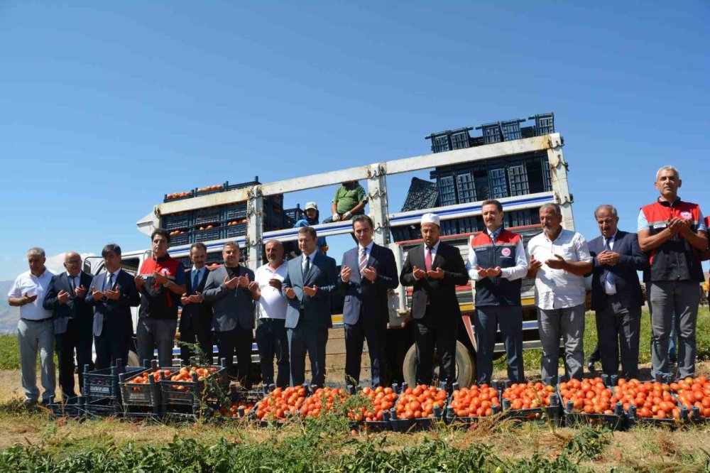Bitlis domates hasadında bölgede 1’inci, Türkiye’de 7’nci sırada