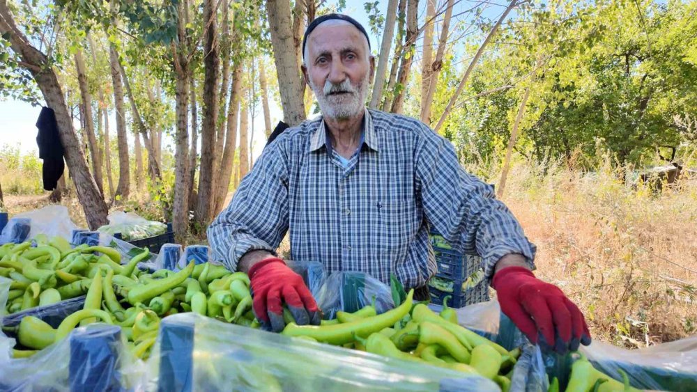 86 yaşındaki adam yetiştirdiği biberlerle bölgenin ihtiyacını karşılıyor