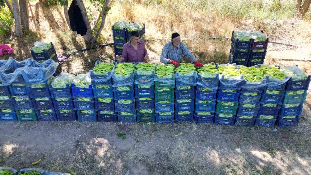 86 yaşındaki adam yetiştirdiği biberlerle bölgenin ihtiyacını karşılıyor