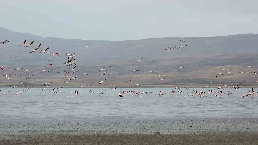 Van Gölü havzasında flamingoların görsel şöleni
