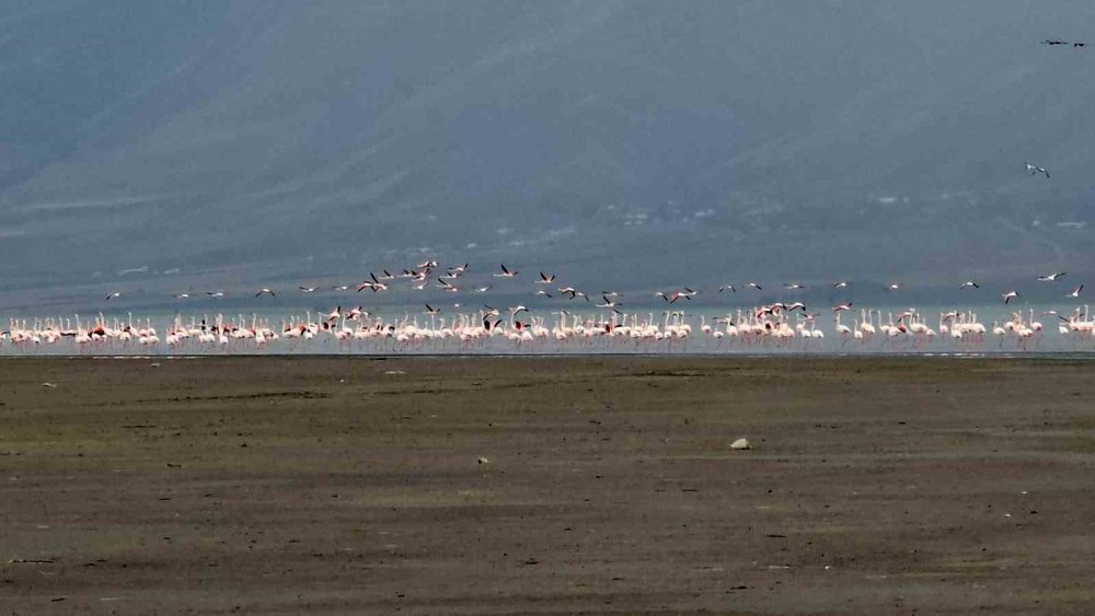 Van Gölü havzasında flamingoların görsel şöleni