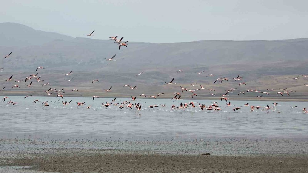 Van Gölü havzasında flamingoların görsel şöleni