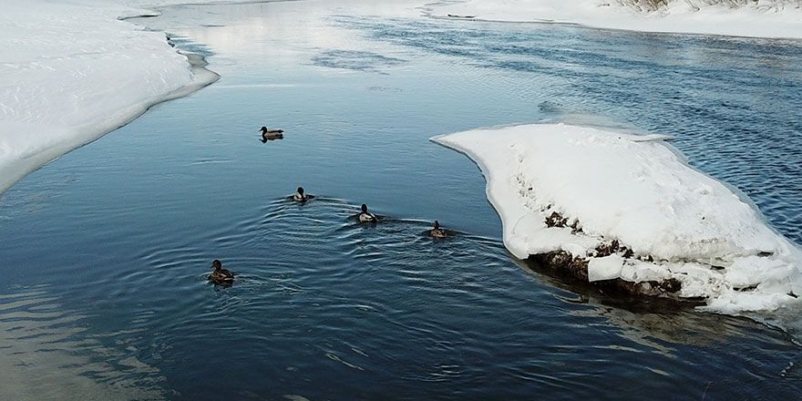 Yaban ördekleri dondurucu soğuğa rağmen Yüksekova’yı mesken tuttu