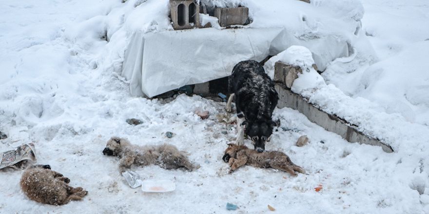 Yüksekova'da yavru sokak köpekleri bir bir ölüyor