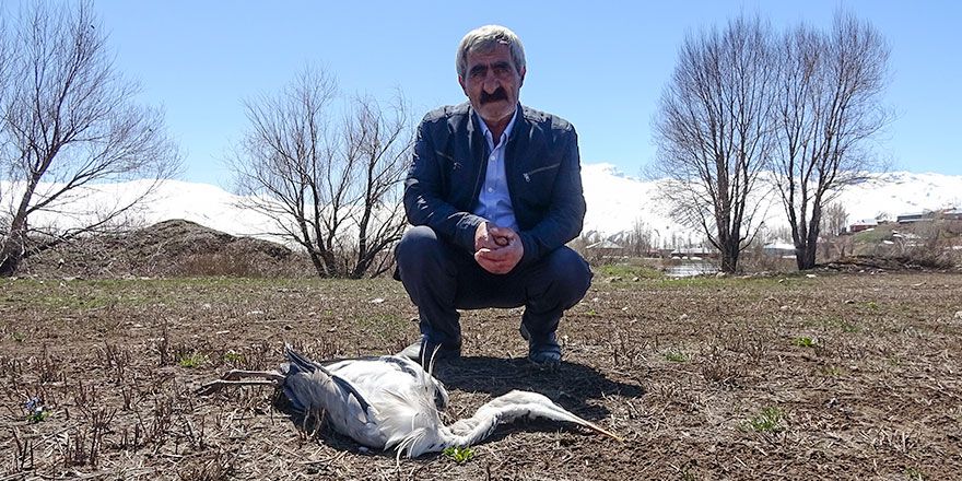 Yüksekova'da toplu kuş ölümleri
