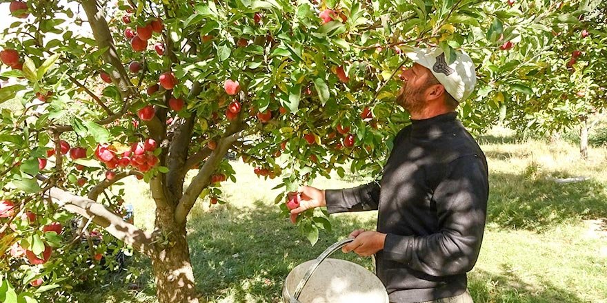 Yüksekova'da elma hasadı