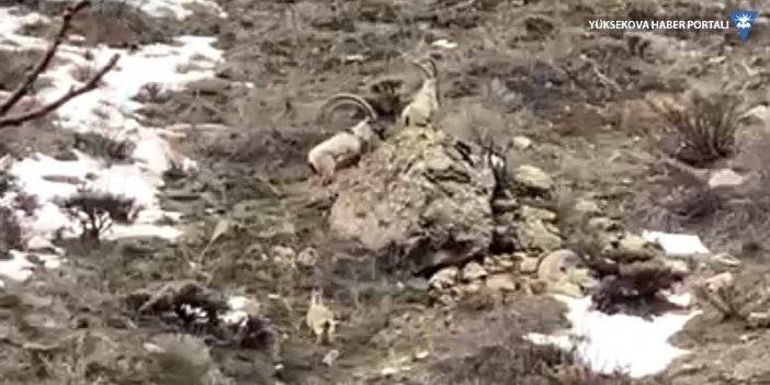 Yüksekova'da yaban keçisi sürüsü görüntülendi